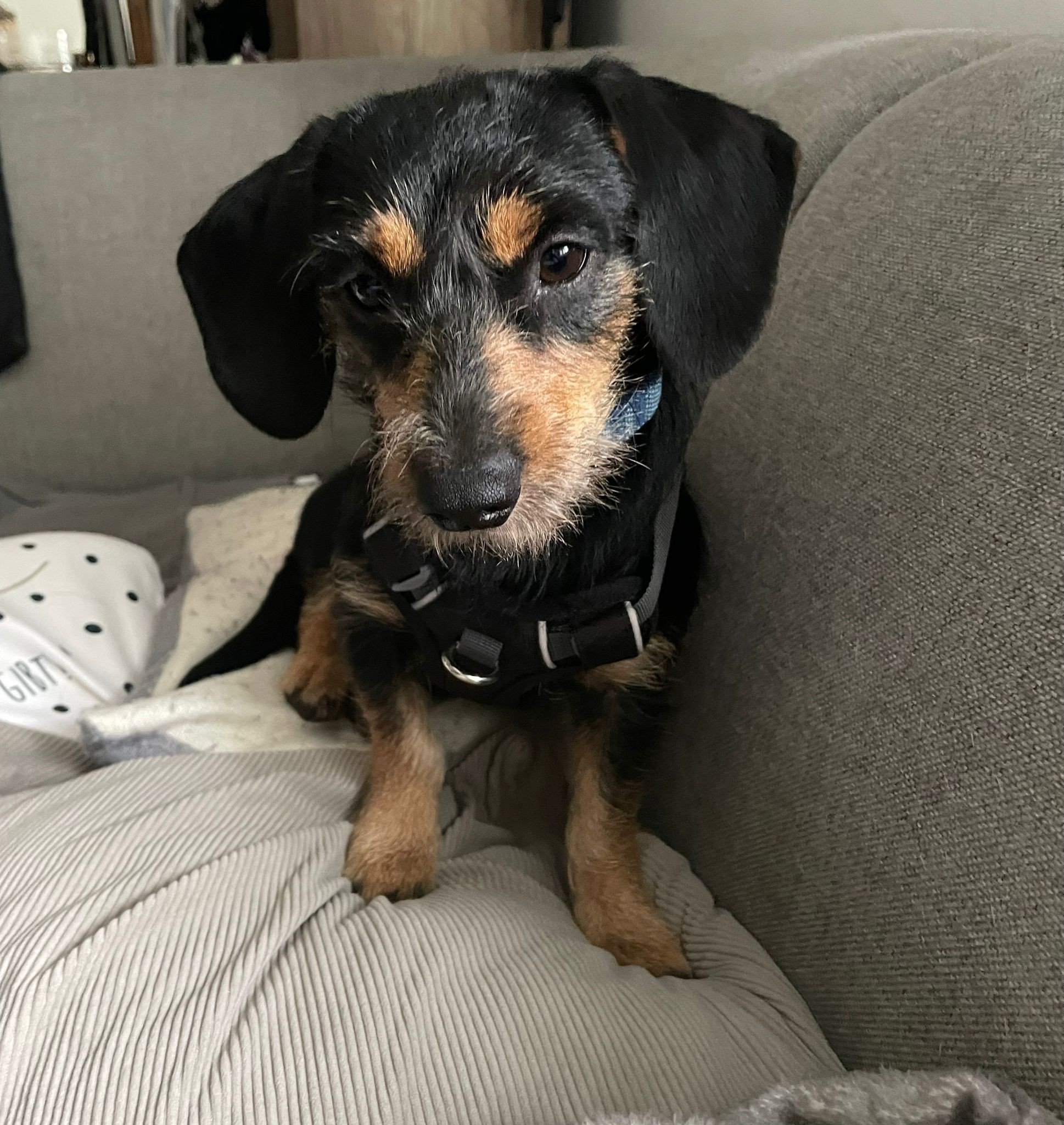 Dumbo