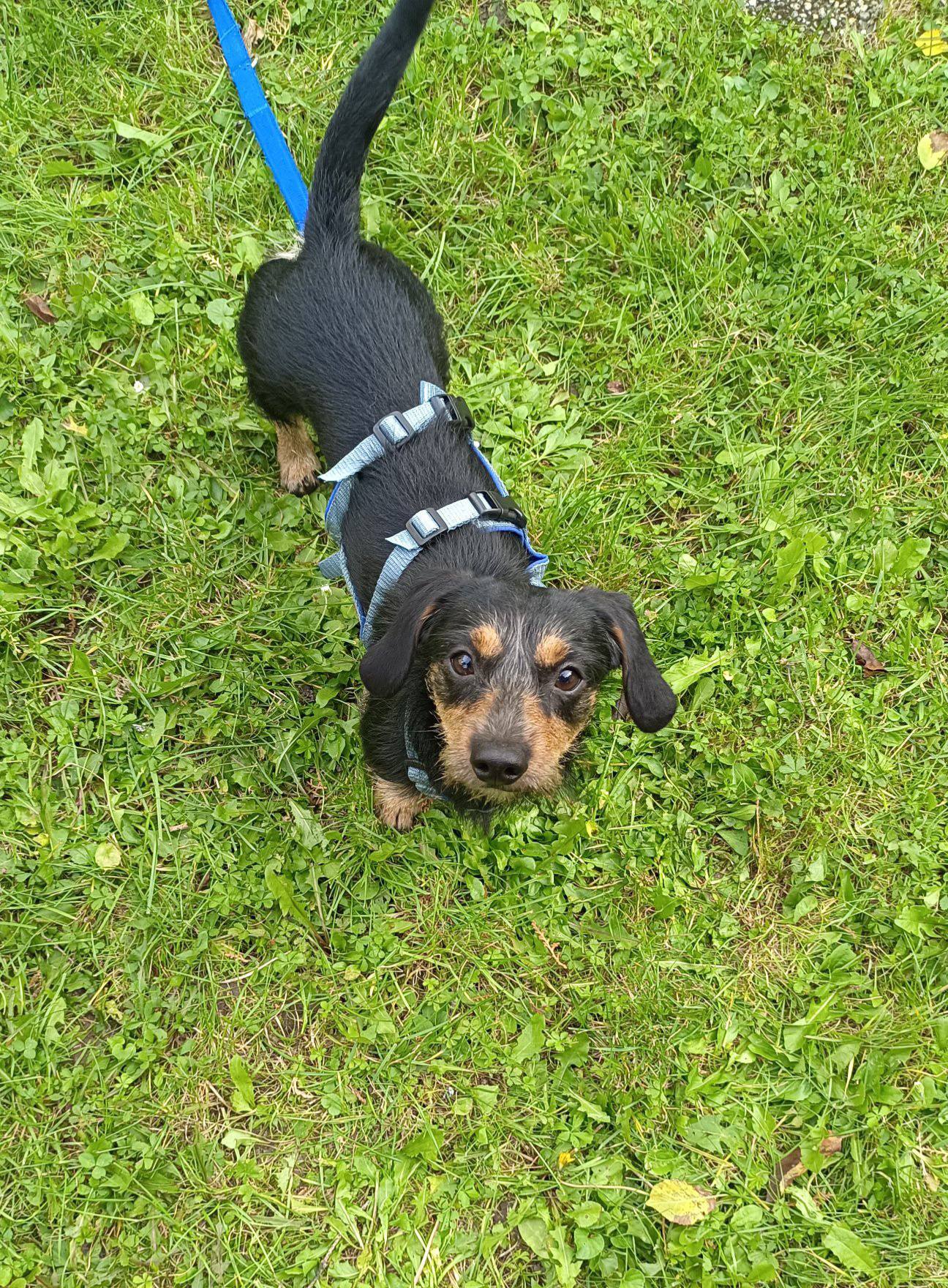 Dumbo