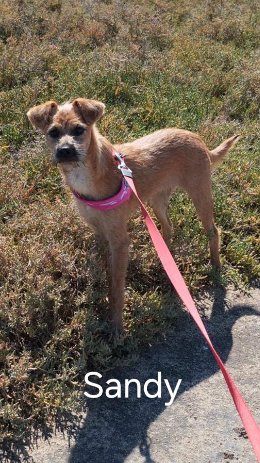 Sandy