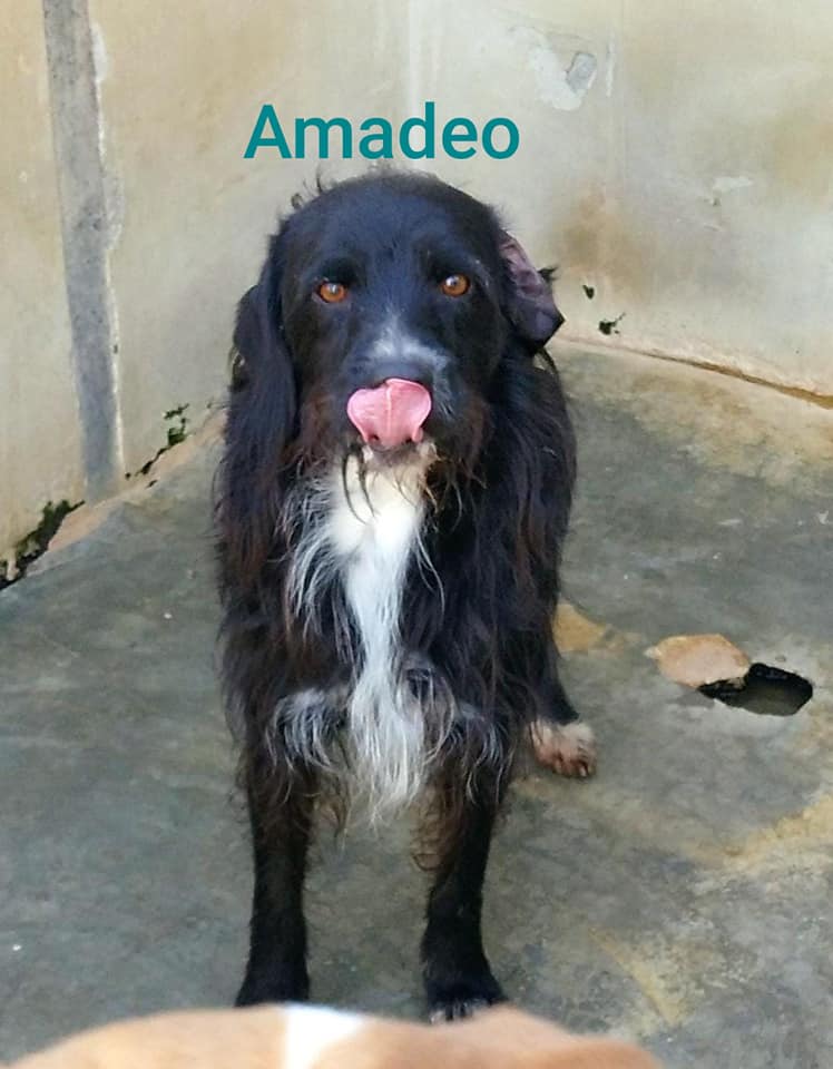 AMADEO, DIEGO und COLOR