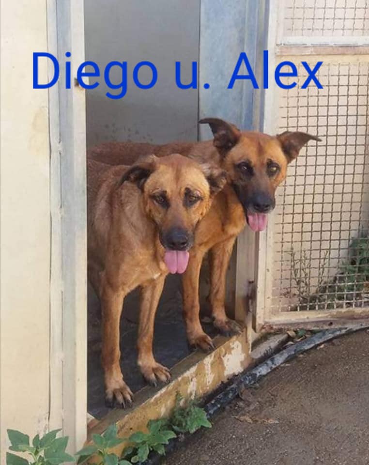 Bingo, Diego & Alex