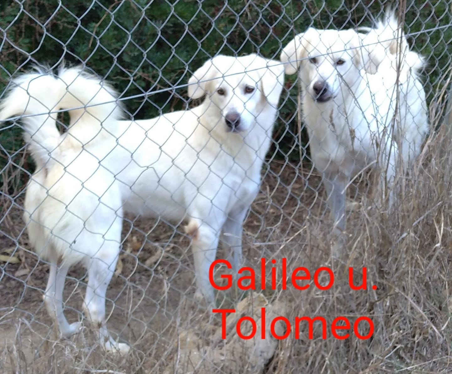 Galileo und Tolomeo