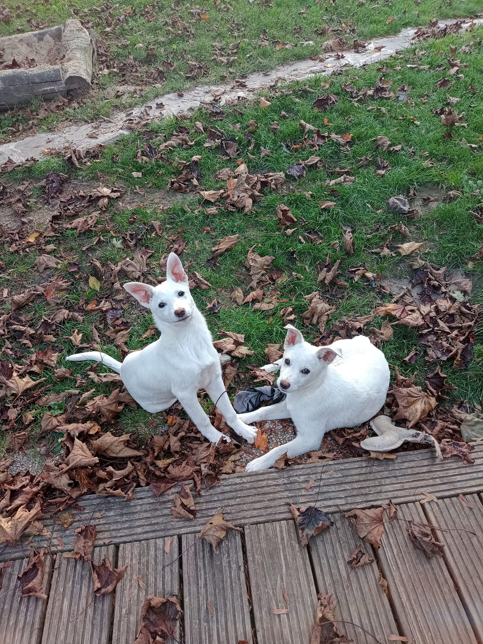 Heidi & Clara