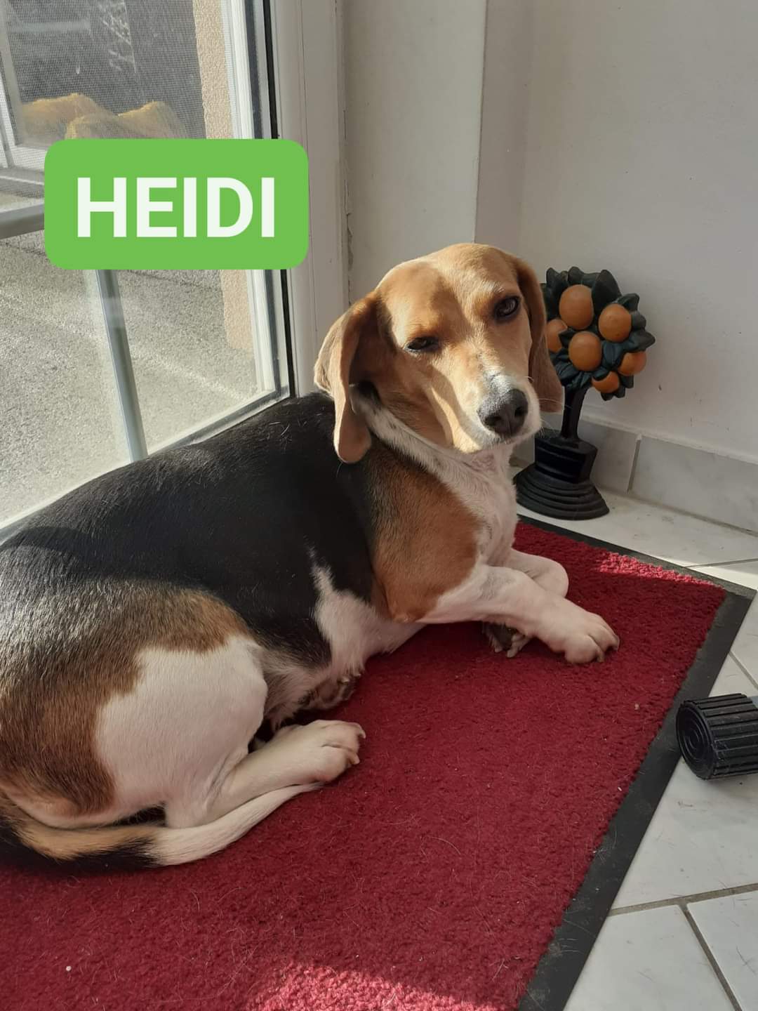 Heidi