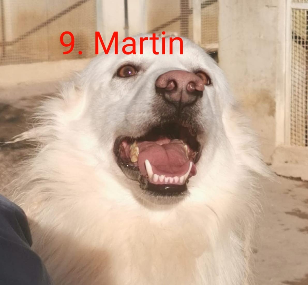 Martin