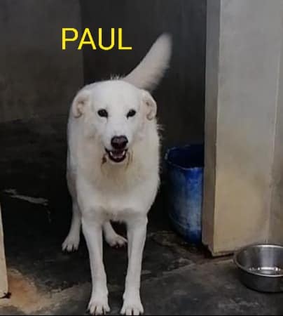 Paul