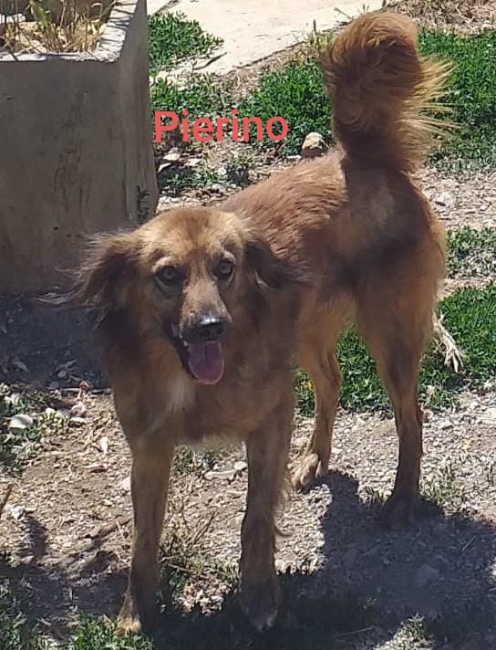 Pierino