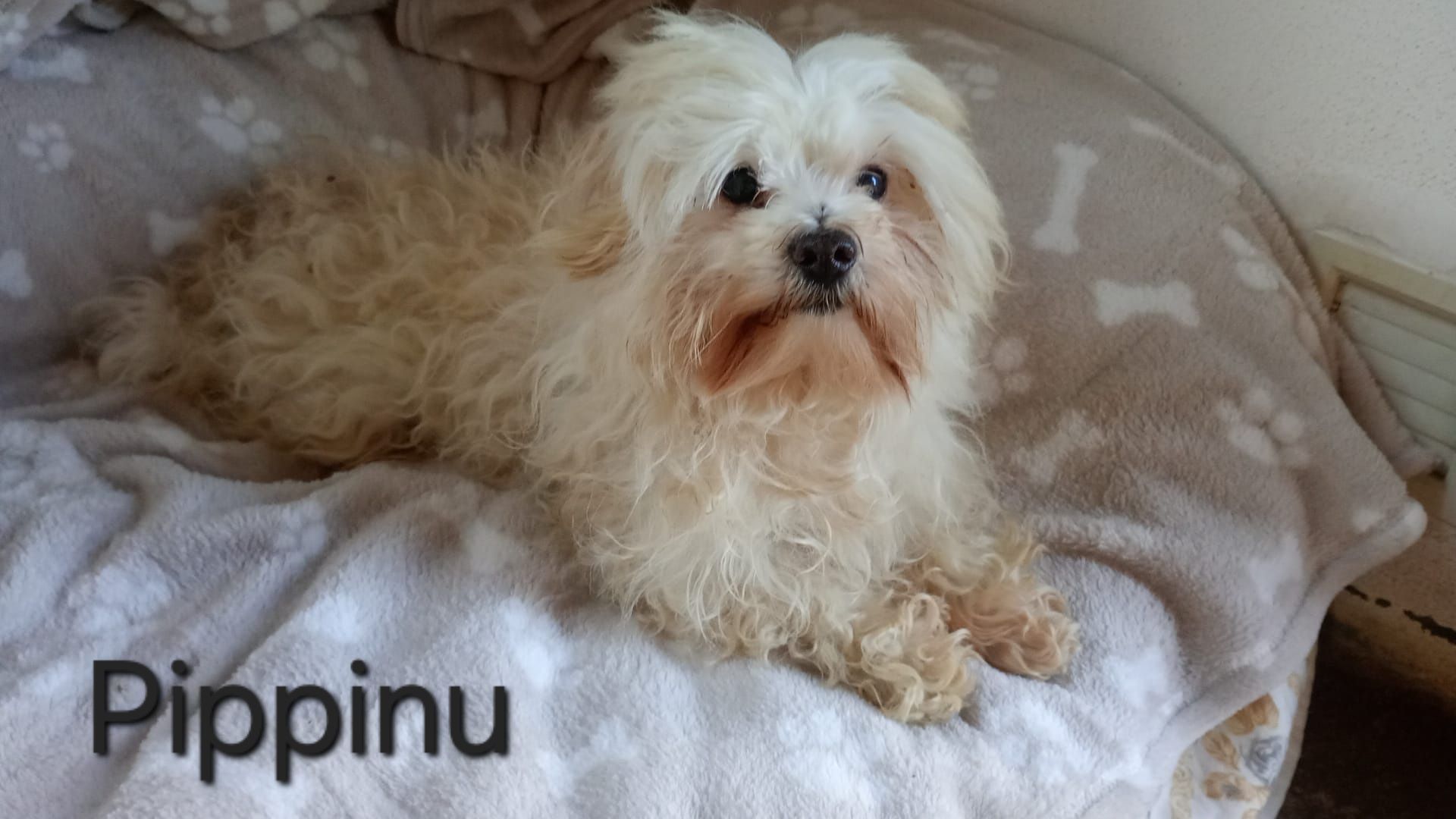 Pippinu