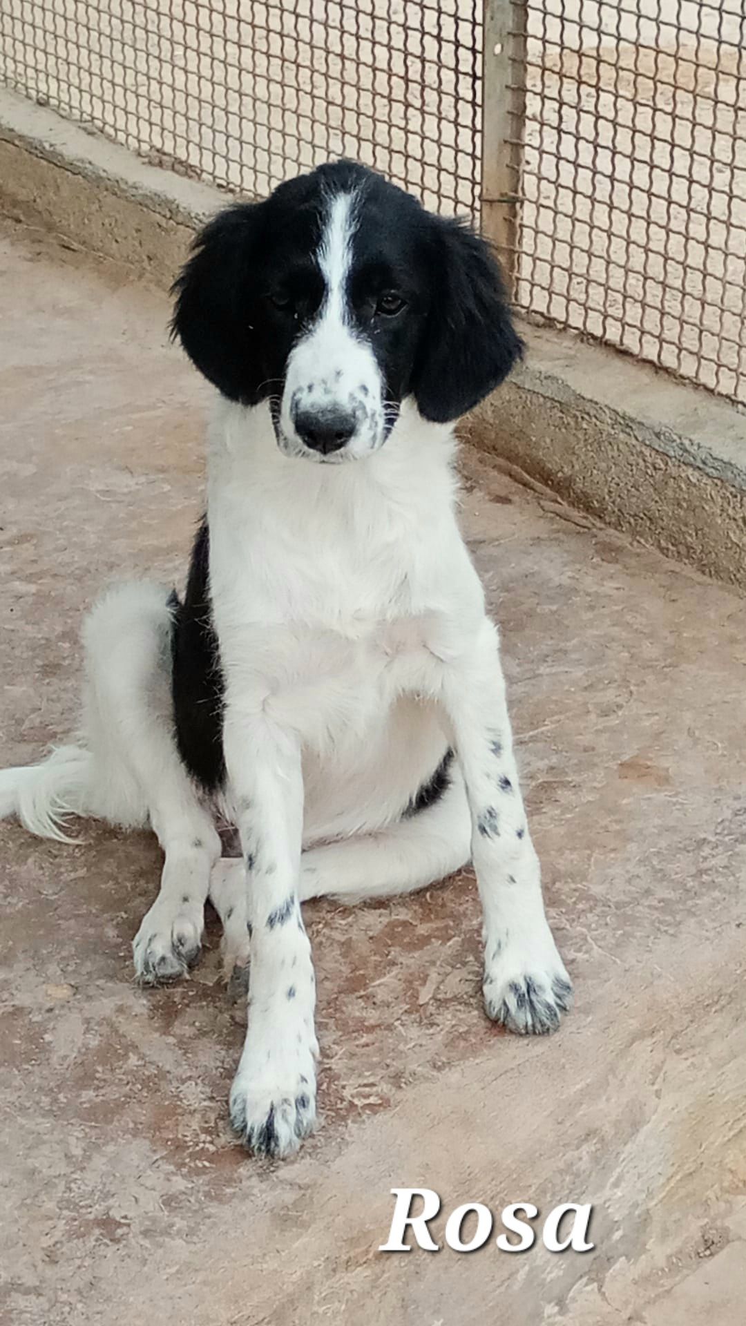Rosa