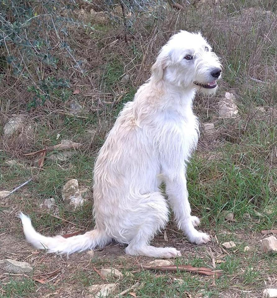 Huricano aka Knöpfchen, Burli, Hasi, Schatzi